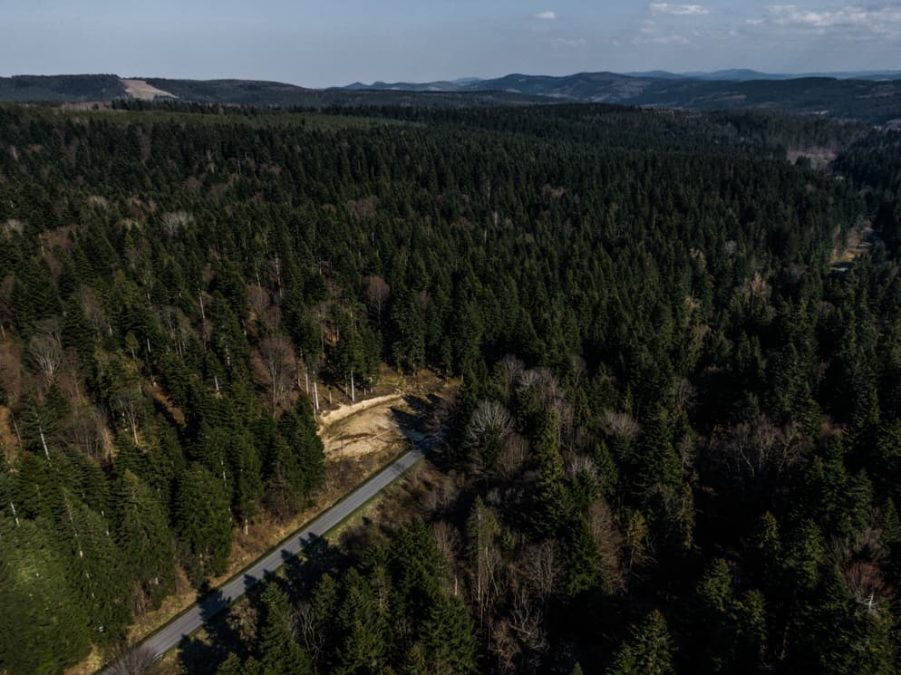 Poland's Carpathian Logging — cover photograph
