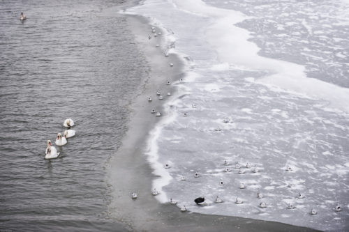 Swans and ducks are seen in a partially frozen part of Vistula River in Krakow.